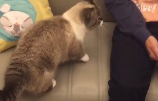 铲屎官玩手机冷落猫咪，猫咪只好卖萌吸引注意，可爱举动令人融化 