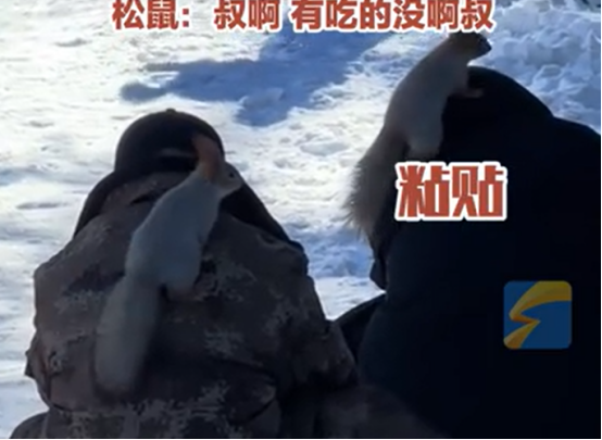 野生松鼠 