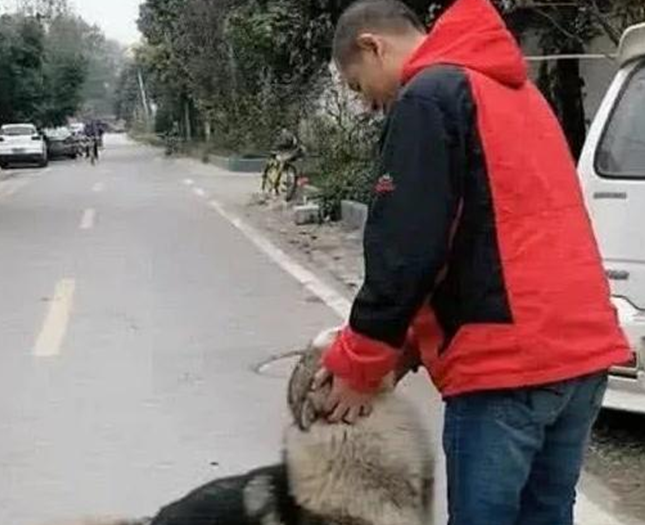 哈士奇离家1个月后被找回，再见到主人二哈的表现令人动容