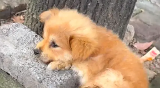 一只疑似被殴打的小狗，躺在路边的垃圾桶旁！