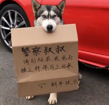 主人上楼拜年让哈士奇看着车子，看到它嘴里叼着的东西交警笑喷了