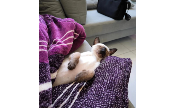 刚领养的奶猫胆小怕生，但没过几天就原形毕露，铲屎官表示...