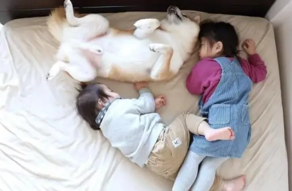 柴犬陪小主人在床上玩耍，累了就一起休息，暖哭