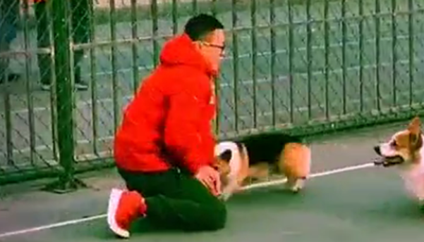 学生打篮球被柯基截断，狗：别看我腿短，玩篮球可不虚……