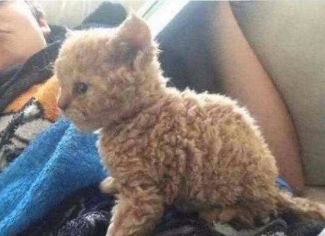 猫咪喜得孩子，其中一只奶猫和隔壁泰迪很相似，让我有些不好理解