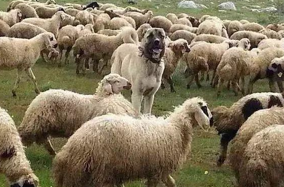 世界第一猛犬，坎高犬大战大灰狼，场面惨烈，让人直冒冷汗