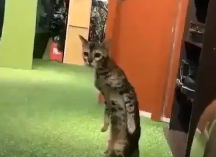 猫咪像人一样站起来左顾右盼，看到主人拍自己，立马变乖巧