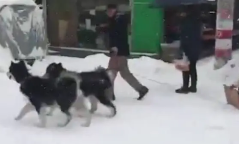 哈士奇见到雪后，立马摆脱往日犯二形象，变身成为真正雪橇犬