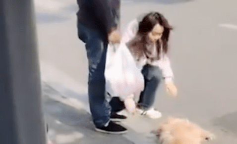 狗狗出车祸被撞死，主人在身边撕心裂肺的哭喊，但又有什么用呢？