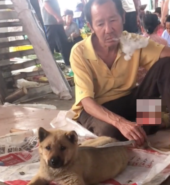 大叔为了生活所迫，不得不将两只田园犬摆摊售卖