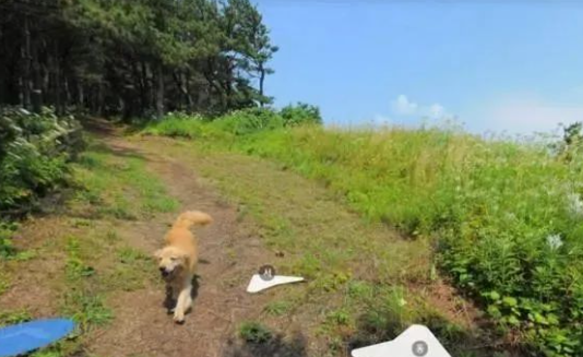 黄金猎犬紧跟街景拍摄人员，一搜街景亮了！
