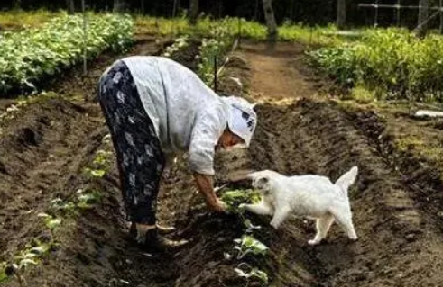 猫咪的主人是奶奶，跟着奶奶种田卖菜，相伴九年一人一猫成亲人