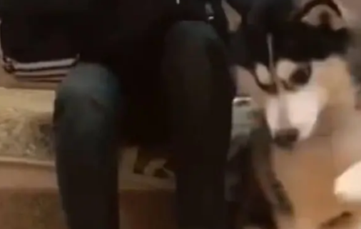 这只哈士奇用实力向大家证明，自己不是二哈，网友看后直呼不纯