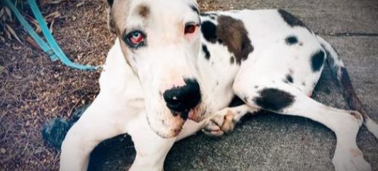 训练134斤大丹犬，训犬师揭秘这种大狗