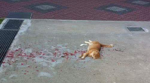 路上惊现死亡猫咪，网友哭着走近查看，却让人跌破眼镜！