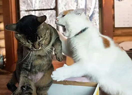 橘猫和狸花猫抢纸盒子，被狸花猫一吼，橘猫立马就变怂了