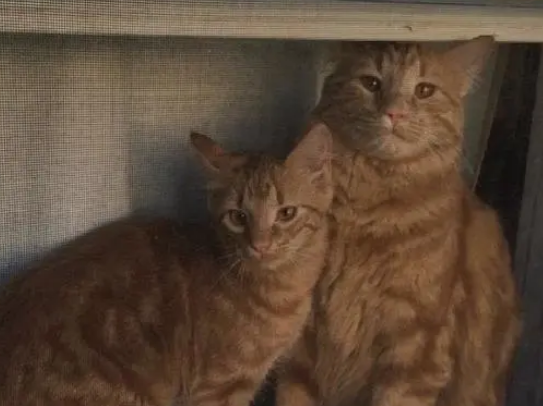 车库捡到一只小橘猫，和原来捡到的那只一模一样