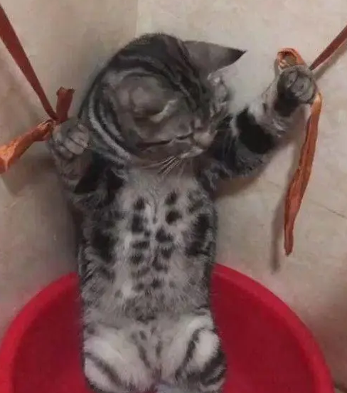 家人给猫洗澡，主人回家到卫生间一看忍不住笑喷，猫：我太难了