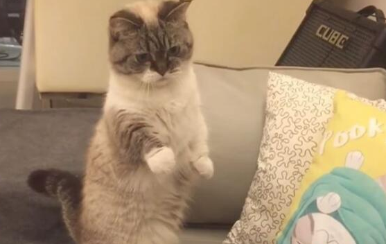 铲屎官玩手机冷落猫咪，猫咪只好卖萌吸引注意，可爱举动令人融化 