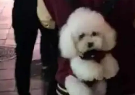 小哥把泰迪背在身后逛街，小家伙全程都很乖巧，把路人都萌翻了