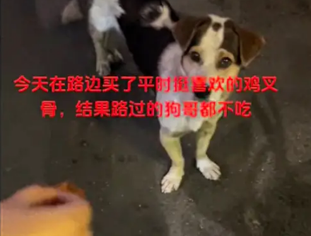 情侣好心将买的鸡叉骨给路边狗吃，结果它都不吃！
