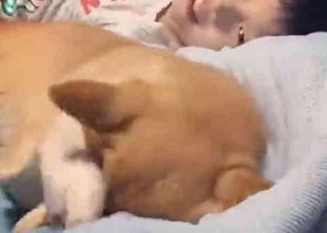 让柴犬去叫儿子起床 结果半天没动静 主人推开房门后哭笑不得