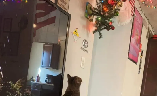 担心猫咪搞破坏，网友把圣诞树吊在天花板上，结果…喵：你太小看我了