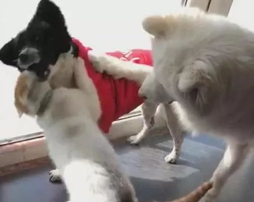 猫咪被邻居狗狗欺负，萨摩耶实力镇压，萨摩：小样，欺负我大哥？