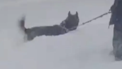 哈士奇发现主人倒在雪地后，立马飞奔过来救援，被感动到了