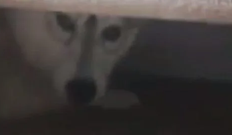 主人想带哈士奇出去遛弯，结果哈士奇却躲了起来