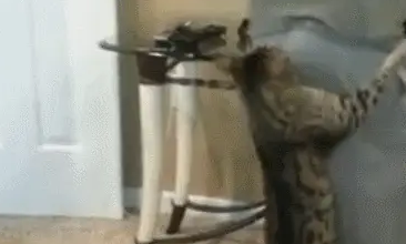 猫咪跑去抱主人的腰，咬主人的屁股，喵：看这屁股不爽 