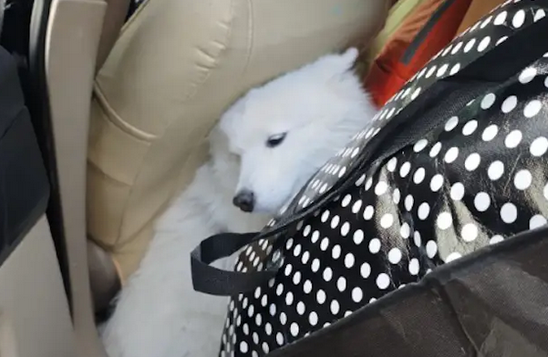 回老家过年车上塞满了行李，还是留了个空位给萨摩耶！狗：挤并幸福着！