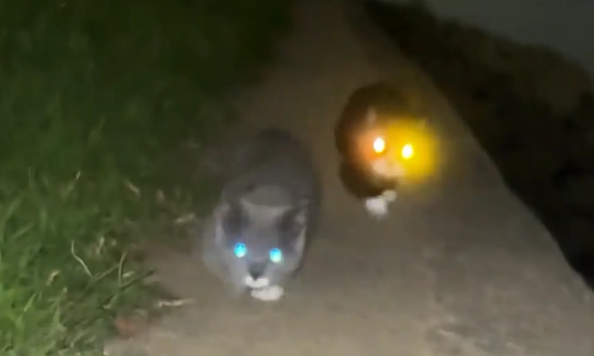 男子晚上带三只猫咪河边遛弯，猫咪眼睛发光像手电筒一样