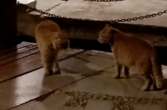 出门撞见两只橘猫吵架，吵完后一只大橘感觉没发挥好