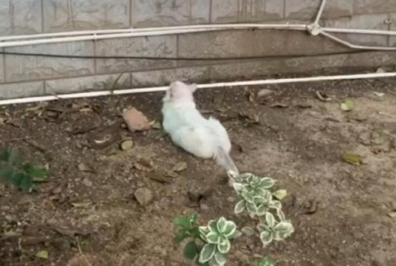 受伤流浪小猫赖消防队3个月大变样 还混上“编制”