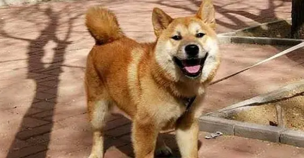 主人带柴犬到公园拴在树上，然后去和别人聊天了，柴犬：我咋办？