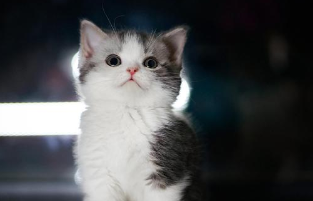 顺风车托运的宠物猫死亡，经法院调解司机赔偿猫主人两千元