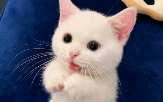 白色小奶猫火遍全网，网友惊呼：这是什么神仙颜值，萌晕了