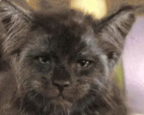 朋友买了一只高价猫，看了猫咪的容貌，真的是欣赏不来