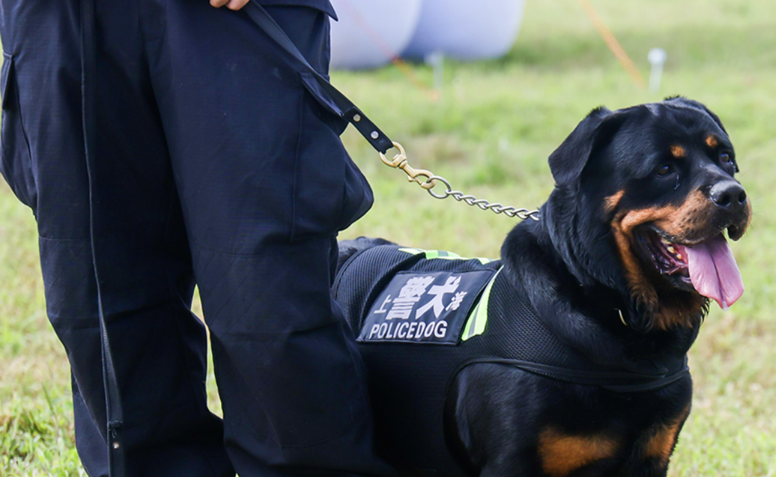 上海首个流浪猫管理中心、导盲犬基地成立，退役警犬开放领养