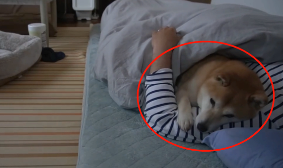 柴犬从小要主人抱着睡，主人生病后，它的行为暖心又好笑...