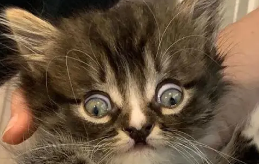 小猫身患多种疾病，性格开朗不自卑，主人被小猫情绪感染
