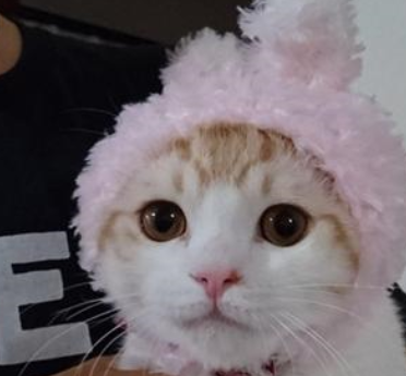 网友回家时，发现猫咪在门口迎接自己，太暖了！ 