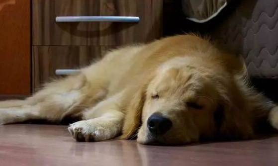 黄金猎犬天天到邻居家午睡...主人塞小纸条感谢揭“可爱真相”
