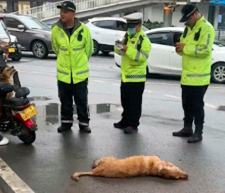 狗狗出车祸躺在地上昏迷不醒，好戏人及时送医抢救