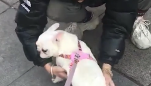 当女孩带着一只懂事的狗狗遛弯时，碰到帅气小哥哥它会这样帮你