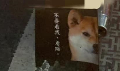 柴犬坐车兜风，已经看穿某些偷拍，还提示不要看我，看路