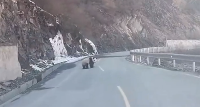 男子公路上偶遇大熊猫，称比中奖还开心，官方提醒：别打扰它