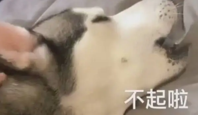 二哈睡的正香被一巴掌拍醒，起来就开始骂街，主人：你是要上天？