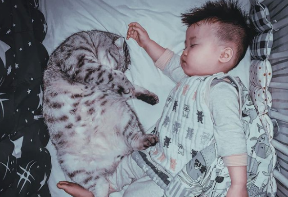 猫保姆累瘫，翻肚熟睡在宝宝身边：培养小奴才不容易啊...